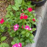 ヒメ日記 2025/07/22 16:39 投稿 藤ヶ谷はる(ふじがやはる) 九州熟女　熊本店