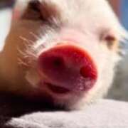 ヒメ日記 2025/10/02 21:09 投稿 藤ヶ谷はる(ふじがやはる) 九州熟女　熊本店