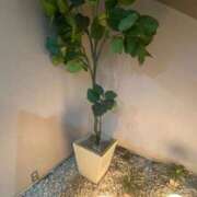 ヒメ日記 2025/11/27 00:19 投稿 藤ヶ谷はる(ふじがやはる) 九州熟女　熊本店