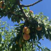 ヒメ日記 2025/10/14 15:43 投稿 せな 日本妻