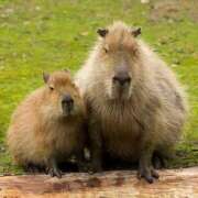 ヒメ日記 2025/05/24 08:57 投稿 伊藤 凛(りん) 東京不倫 渋谷店