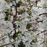 吉永 目隠しされてるみたい 昼顔妻 五反田店