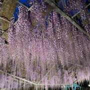 ヒメ日記 2025/04/08 22:32 投稿 しずく Hip's-group越谷本店