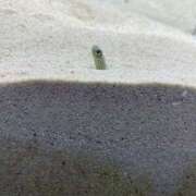 ヒメ日記 2025/04/21 09:12 投稿 しずく Hip's-group越谷本店