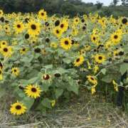 ヒメ日記 2025/08/08 09:32 投稿 しずく Hip's-group越谷本店