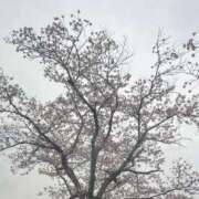 ヒメ日記 2026/04/04 08:45 投稿 幸村　さりな プルプル京都性感エステ　はんなり