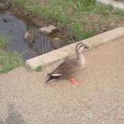ヒメ日記 2025/04/24 14:02 投稿 あずさ 完熟ばなな 横浜