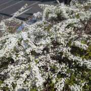 上野　あけみ 🌸3連休最終日🌸 ギン妻パラダイス 谷九店