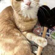 ヒメ日記 2025/03/24 08:07 投稿 ましろ リッチドールフェミニン