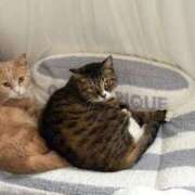 ヒメ日記 2025/04/16 00:07 投稿 ましろ リッチドールフェミニン