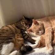 ヒメ日記 2025/04/25 10:27 投稿 ましろ リッチドールフェミニン