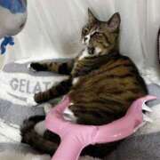 ヒメ日記 2025/04/27 22:37 投稿 ましろ リッチドールフェミニン