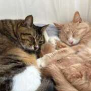 ヒメ日記 2025/04/28 22:47 投稿 ましろ リッチドールフェミニン