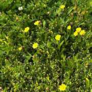 ヒメ日記 2025/05/06 08:47 投稿 ましろ リッチドールフェミニン