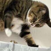 ヒメ日記 2025/05/31 01:07 投稿 ましろ リッチドールフェミニン