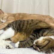 ヒメ日記 2025/05/31 01:47 投稿 ましろ リッチドールフェミニン