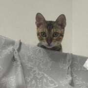 ヒメ日記 2025/06/03 03:37 投稿 ましろ リッチドールフェミニン