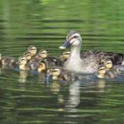 ヒメ日記 2025/03/16 19:20 投稿 みつき Beppin house