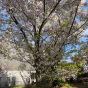 ヒメ日記 2025/04/08 13:42 投稿 ここな 柏人妻花壇