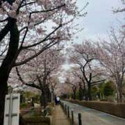 ヒメ日記 2026/03/31 19:03 投稿 あきほ Smart(スマート)