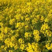 ヒメ日記 2025/03/27 08:26 投稿 せいこ 完熟ばなな神戸・三宮店