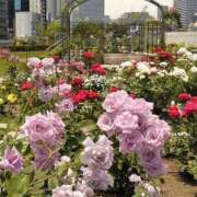 ヒメ日記 2025/05/08 08:01 投稿 せいこ 完熟ばなな神戸・三宮店