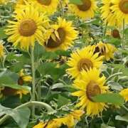 ヒメ日記 2025/07/31 09:02 投稿 せいこ 完熟ばなな神戸・三宮店