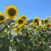 ヒメ日記 2025/08/06 23:30 投稿 せいこ 完熟ばなな神戸・三宮店