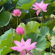 ヒメ日記 2025/08/12 14:46 投稿 せいこ 完熟ばなな神戸・三宮店