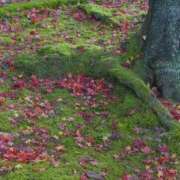 ヒメ日記 2025/12/14 17:21 投稿 せいこ 完熟ばなな神戸・三宮店