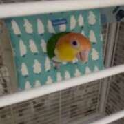 ヒメ日記 2025/06/18 15:33 投稿 みどり 池袋角海老