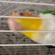 ヒメ日記 2025/06/26 23:03 投稿 みどり 池袋角海老