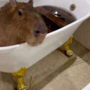 ヒメ日記 2025/07/14 15:27 投稿 みどり 池袋角海老