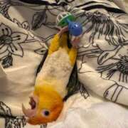 ヒメ日記 2025/08/11 22:29 投稿 みどり 池袋角海老