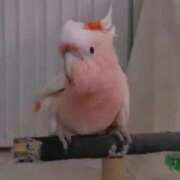 ヒメ日記 2025/08/20 16:03 投稿 みどり 池袋角海老