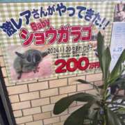 ヒメ日記 2025/09/02 16:13 投稿 みどり 池袋角海老