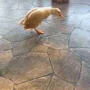 ヒメ日記 2025/09/26 15:33 投稿 みどり 池袋角海老