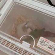 ヒメ日記 2025/10/08 16:48 投稿 みどり 池袋角海老