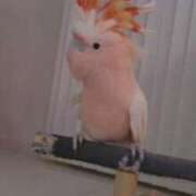 ヒメ日記 2025/12/31 10:13 投稿 みどり 池袋角海老