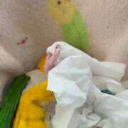 ヒメ日記 2026/01/12 21:33 投稿 みどり 池袋角海老