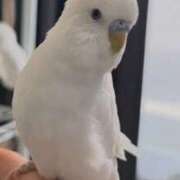 ヒメ日記 2026/01/17 17:53 投稿 みどり 池袋角海老