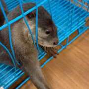 ヒメ日記 2026/02/20 17:13 投稿 みどり 池袋角海老