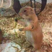 ヒメ日記 2026/04/21 15:53 投稿 みどり 池袋角海老