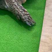 ヒメ日記 2026/06/16 16:23 投稿 みどり 池袋角海老