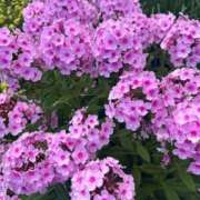 ヒメ日記 2025/08/14 09:08 投稿 野上 鈴々 名古屋貴楼館