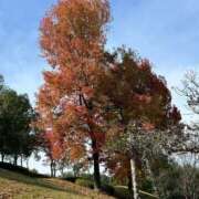 ヒメ日記 2025/11/08 08:58 投稿 野上 鈴々 名古屋貴楼館