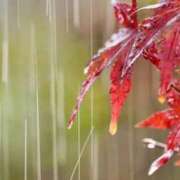 ヒメ日記 2025/11/09 13:48 投稿 野上 鈴々 名古屋貴楼館