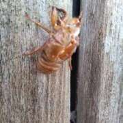 ヒメ日記 2025/07/14 11:45 投稿 波瑠（はる） 熟女の風俗最終章 大宮店