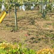 ヒメ日記 2025/09/06 07:30 投稿 マシロ【 超絶エロ大使♡】 ドＭなバニーちゃん小倉店