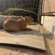 ヒメ日記 2026/03/02 12:00 投稿 マシロ【 超絶エロ大使♡】 ドＭなバニーちゃん小倉店